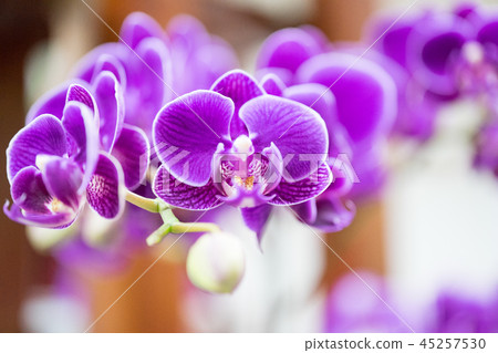 台灣蘭花花。紫色蘭花花包含花蕾,花蕾,花蕾。愛情故事禮物。 台灣蘭花花。紫色蘭花花包含花蕾,花蕾,花蕾。愛情故事禮物。 45257530