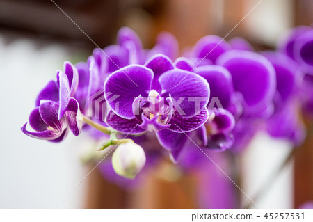 Taiwan Orchid flower. Purple orchid flower inclusion flower bud, flower bud, flower bud. Love story gifts. Taiwan Orchid flower. Purple orchid flower inclusion flower bud, flower bud, flower bud. Love story gifts. 45257531