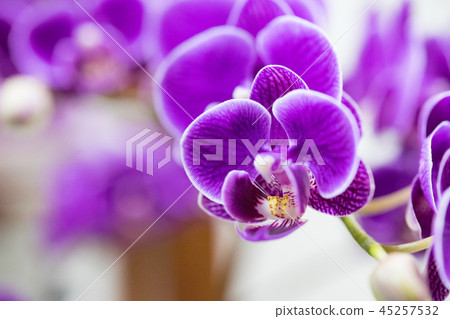 台灣蘭花花。紫色蘭花花包含花蕾,花蕾,花蕾。愛情故事禮物。 台灣蘭花花。紫色蘭花花包含花蕾,花蕾,花蕾。愛情故事禮物。 45257532