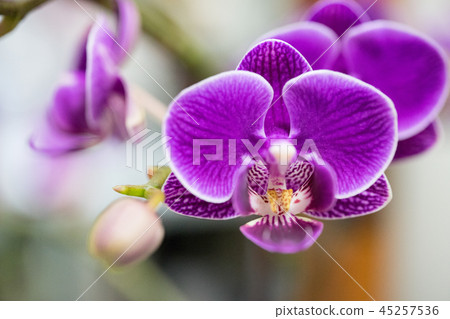台灣蘭花花。紫色蘭花花包含花蕾,花蕾,花蕾。愛情故事禮物。 台灣蘭花花。紫色蘭花花包含花蕾,花蕾,花蕾。愛情故事禮物。 45257536