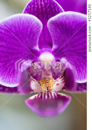 Taiwan Orchid flower. Purple orchid flower inclusion flower bud, flower bud, flower bud. Love story gifts. 45257540