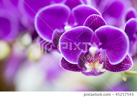 Taiwan Orchid flower. Purple orchid flower inclusion flower bud, flower bud, flower bud. Love story gifts. Taiwan Orchid flower. Purple orchid flower inclusion flower bud, flower bud, flower bud. Love story gifts. 45257543
