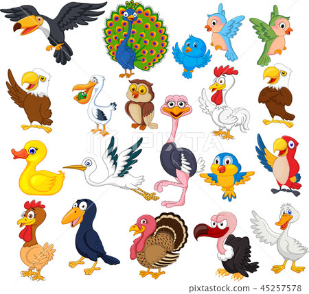Cartoon bird collection set Cartoon bird collection set 45257578
