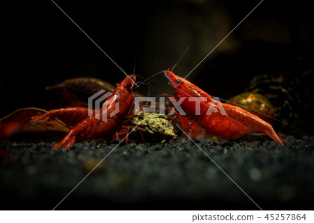 Red neocaridina shrimp fire pet aquarium water 45257864