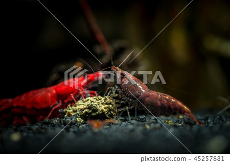 Brown neocaridina shrimp pet water aquarium hobby Brown neocaridina shrimp pet water aquarium hobby 45257881