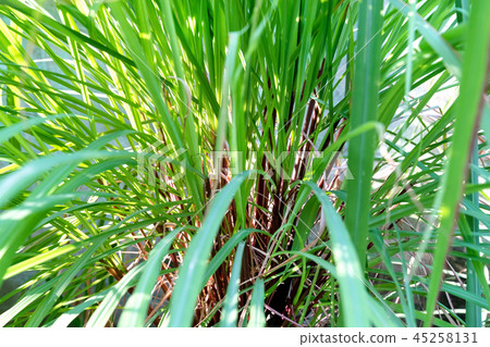 Cymbopogon nardus In the garden Cymbopogon nardus In the garden 45258131