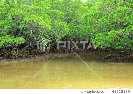 Ishigakijima Futtsukawa紅樹林社區 45258189