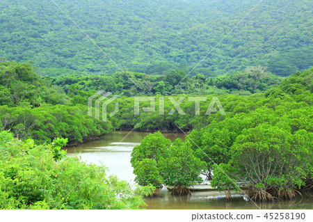 Ishigakijima Futtsukawa紅樹林社區 45258190