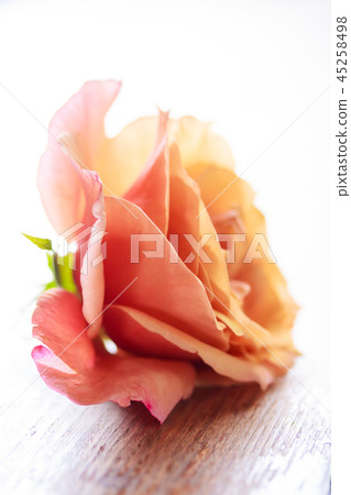 Astringent autumn roses and Oribe Astringent autumn roses and Oribe 45258498