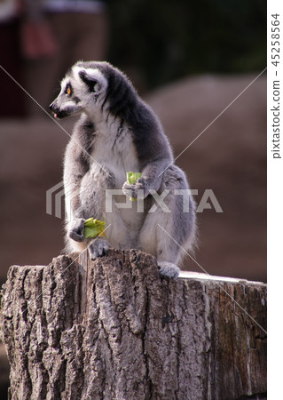 Wolverine lemur 45258564