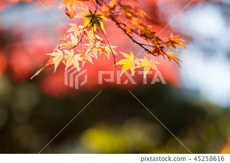 楓 45258616