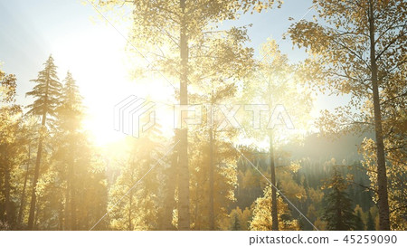 Sun Shining Through Pine Trees in Mountain Forest 45259090