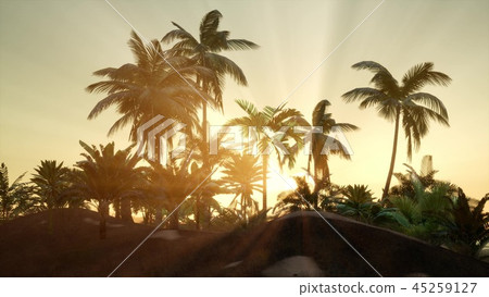 Sunset Beams through Palm Trees Sunset Beams through Palm Trees 45259127