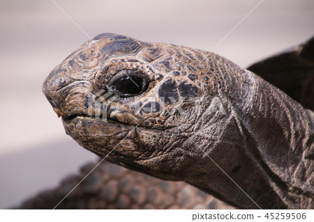 瓦罐 瓦罐 45259506