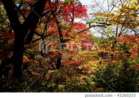 Autumn scenery of Aso Mazeno valley Autumn scenery of Aso Mazeno valley 45260253