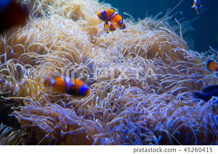 Sea anemone with clown fish 45260415