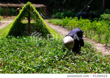 Vietnam people 45260428