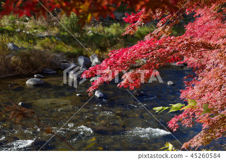 紅色吊橋秋葉沿著鴨川 45260584