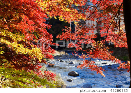 從紅色吊橋觀看沿著鴨川的秋葉 45260585