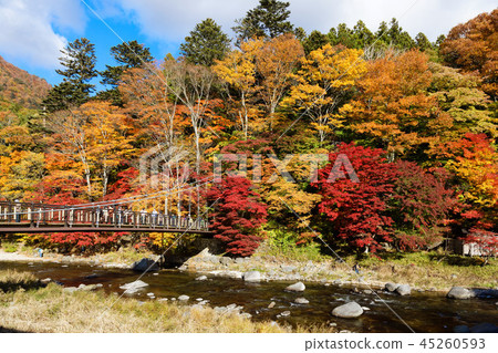 懸索橋的紅色 45260593