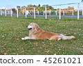 Golden retriever 45261021