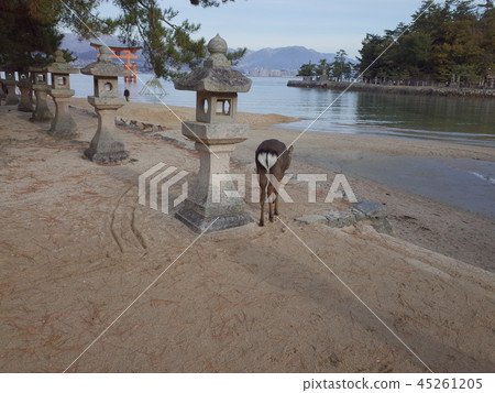 Otorii _ deer _ Itsukushima Shrine Otorii _ deer _ Itsukushima Shrine 45261205
