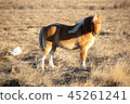 American Wilderness Foal 45261241
