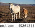 American horse parent and child 45261243
