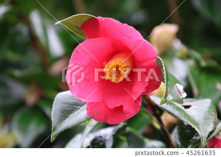Camellia, camellia, camellia 45261635