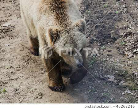 Brown bear in wild park Brown bear in wild park 45262216