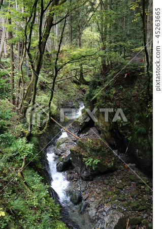 清澈的桐生河源森林 清澈的桐生河源森林 45263665