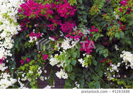 Flowering shrubs white and pink Bougainvillea 45263886
