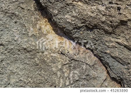 Master of mimicry lizard Stellagama on rocks Master of mimicry lizard Stellagama on rocks 45263890