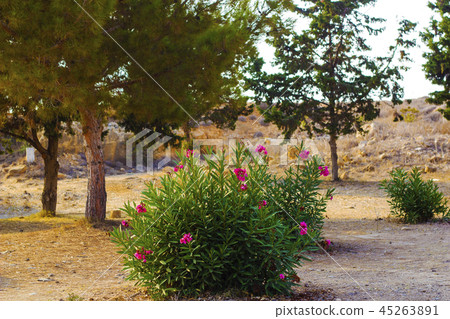 Flowering Nerium oleander bush with pink flowers 45263891