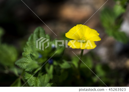 哦Kivana catablami 45263923