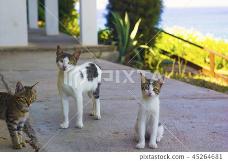 Cat and her two kittens 45264681