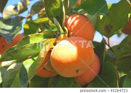 次郎柿子 45264721