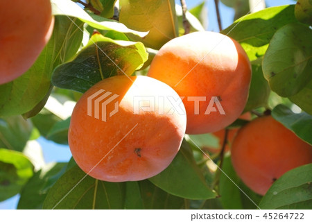 次郎柿子 45264722