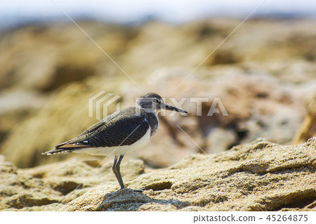 Actitis hypoleucos bird on beach near sea 45264875