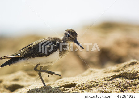 Actitis hypoleucos bird on beach near sea 45264925
