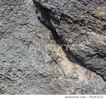 Master of mimicry lizard Stellagama on rocks 45265232