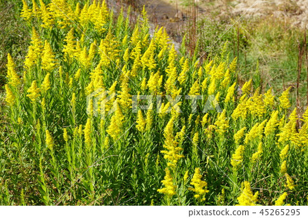 Seiitokawadassi Seiitokawadassi 45265295