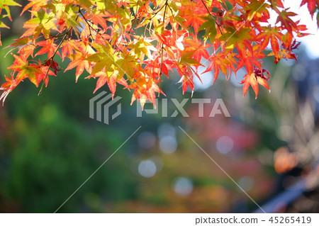 Kaiju Sanji Temple Autumn leaves frame 1 Kaiju Sanji Temple Autumn leaves frame 1 45265419
