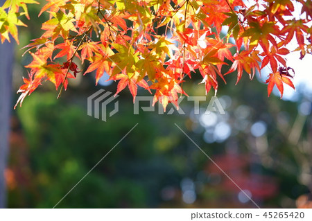 Kaiju Sanji Temple Autumn leaves frame 2 Kaiju Sanji Temple Autumn leaves frame 2 45265420
