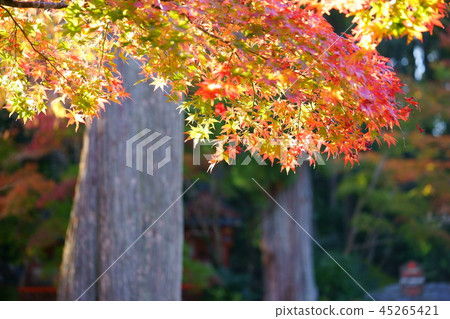 Autumn 1 of Kaiju Yamadera Reben cedar background rose Autumn 1 of Kaiju Yamadera Reben cedar background rose 45265421