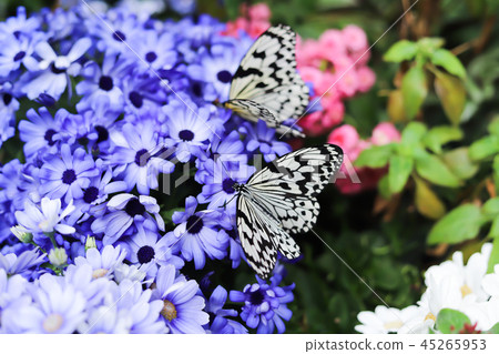 One of Japan's Largest Butterflies 45265953