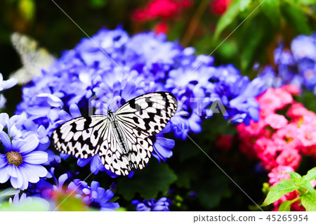 One of Japan's Largest Butterflies 45265954