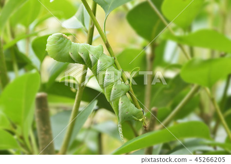 Green worm Green worm 45266205