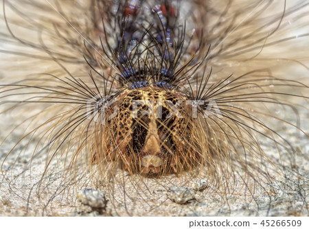 hairy caterpillar 45266509