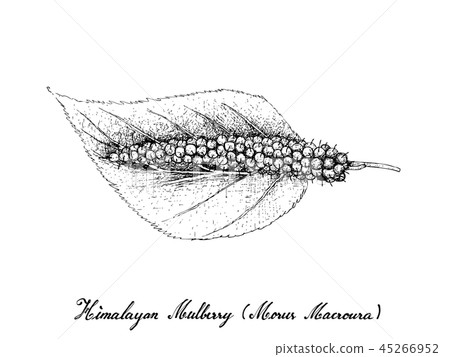 Hand Drawn of Himalayan Mulberry White Background 45266952